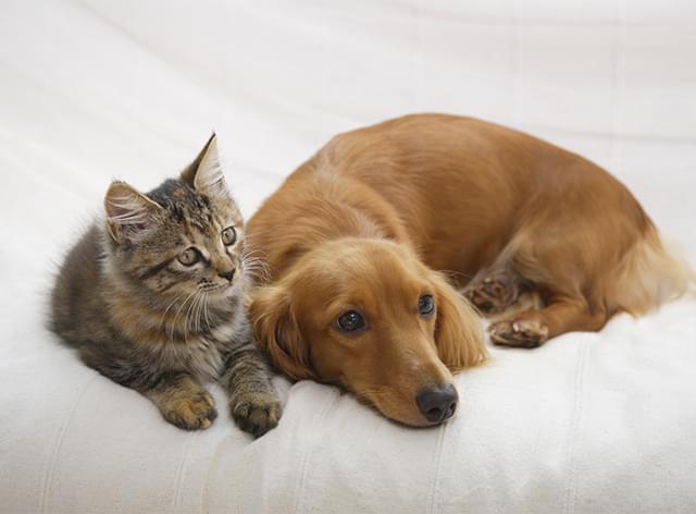 猫と犬