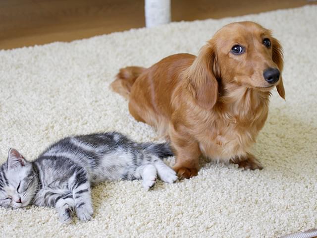 犬と猫